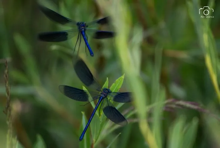 My 21 Photographs Show What The Life Of Insects Is Like
