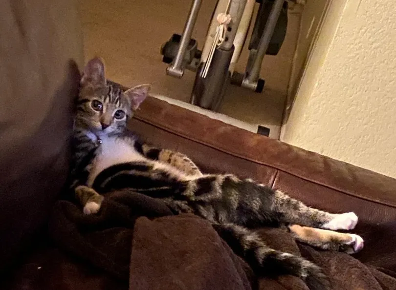 Kitten Chillin Like A Human