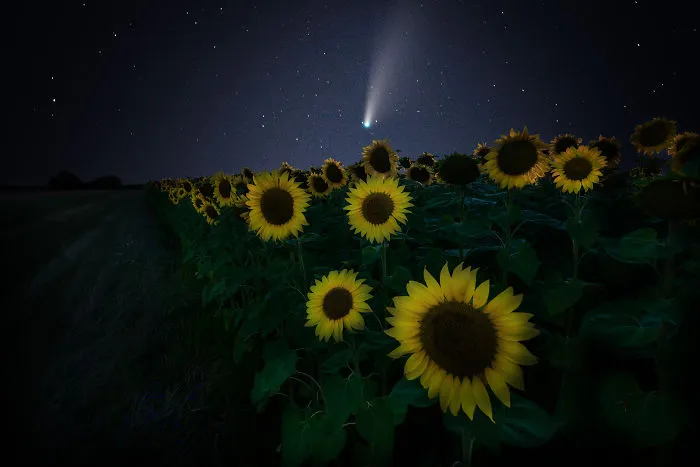 The Comet Neowise Above The Sunflowers Near Sofia,  Bulgaria