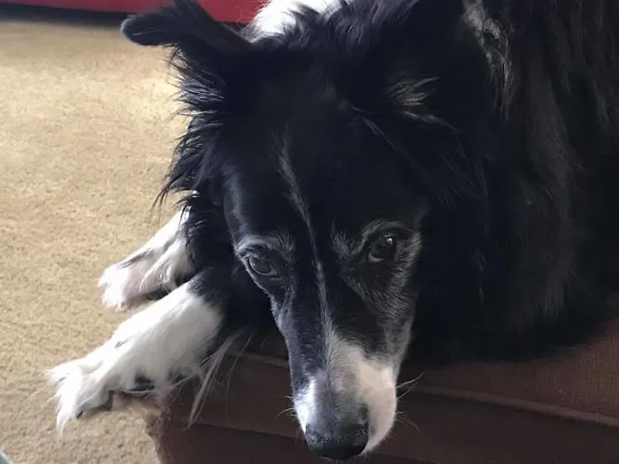 Woman Shares A Post About How Quickly Dogs Age To Remind People To Cherish Every Moment With Them