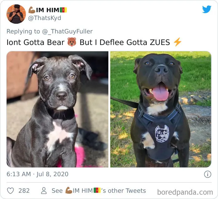 People On Twitter Are Posting Pics Of Their Dogs As Little Puppies Vs. What They Look Like Now (30 Pics)
