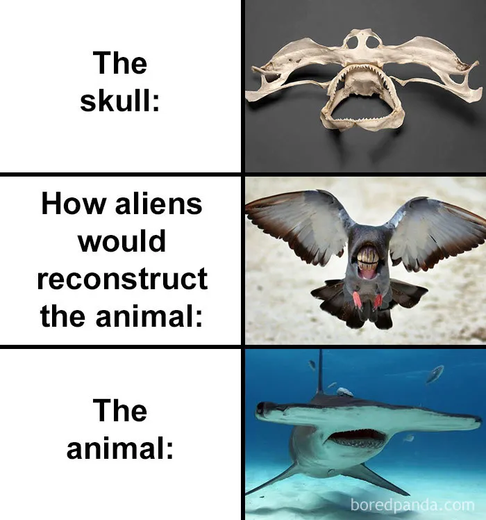 People Compare How Aliens Would Reconstruct Animals Based On Their Skulls Vs. What They Really Look Like (28 Pics)
