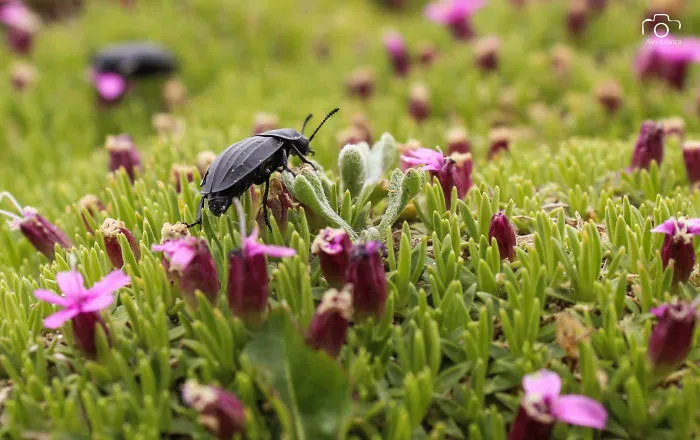 My 21 Photographs Show What The Life Of Insects Is Like