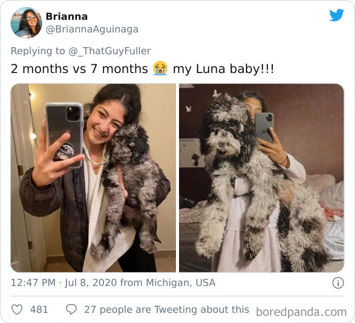 People On Twitter Are Posting Pics Of Their Dogs As Little Puppies Vs. What They Look Like Now (30 Pics)