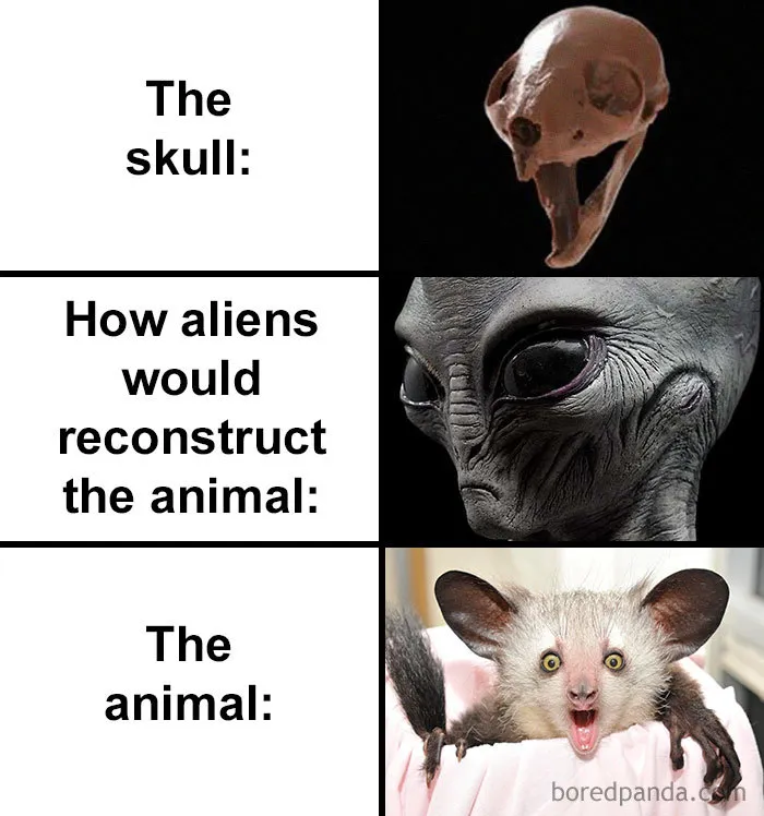 People Compare How Aliens Would Reconstruct Animals Based On Their Skulls Vs. What They Really Look Like (28 Pics)