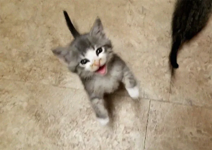 Los gatitos tienen hambre y no paran de chillar.