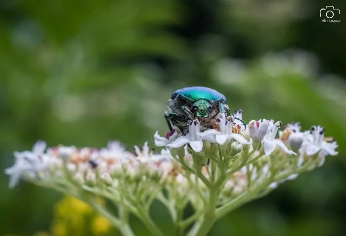 My 21 Photographs Show What The Life Of Insects Is Like