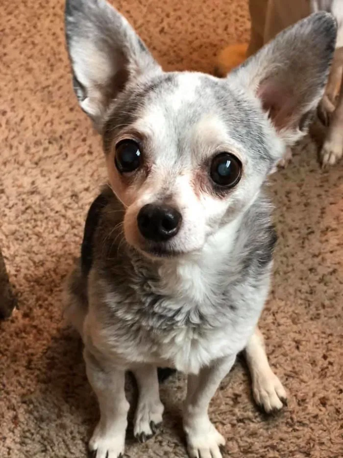 Woman Shares A Post About How Quickly Dogs Age To Remind People To Cherish Every Moment With Them