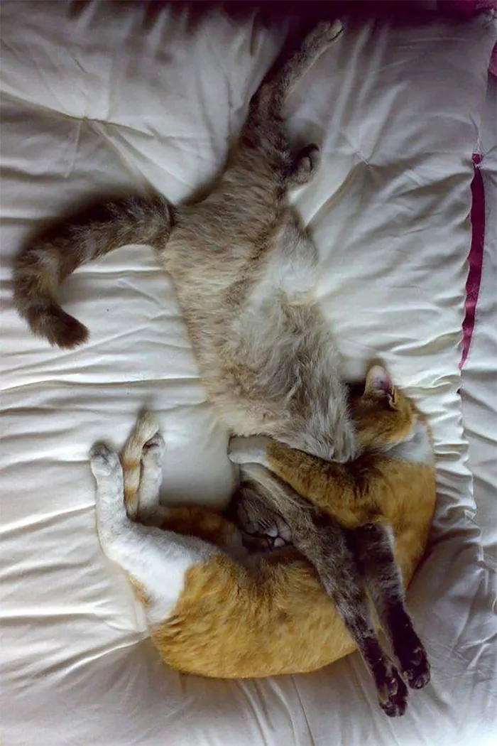 40 Personas que pillaron a sus gatos durmiendo juntos en extrañas posturas y tuvieron que compartirlo