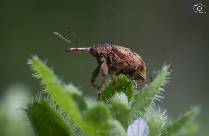 My 21 Photographs Show What The Life Of Insects Is Like
