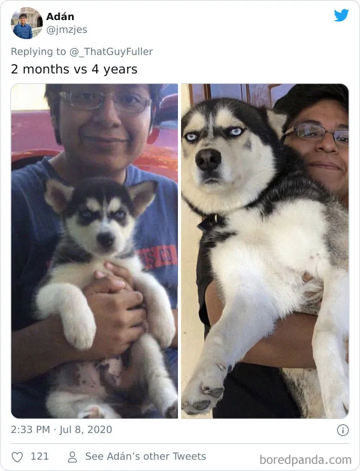 La gente comparte en twitter fotos de sus perros de cachorros y cómo son ahora (30 imágenes)