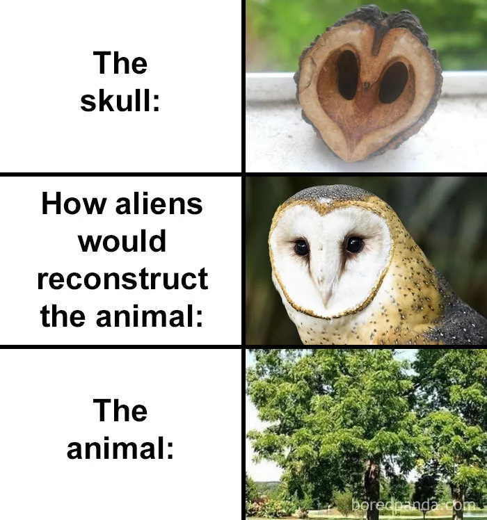 People Compare How Aliens Would Reconstruct Animals Based On Their Skulls Vs. What They Really Look Like (28 Pics)