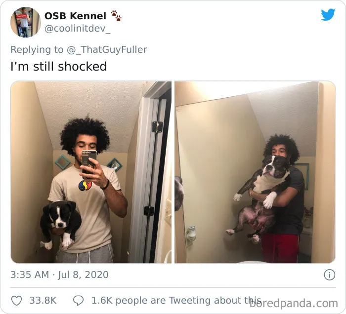 La gente comparte en twitter fotos de sus perros de cachorros y cómo son ahora (30 imágenes)