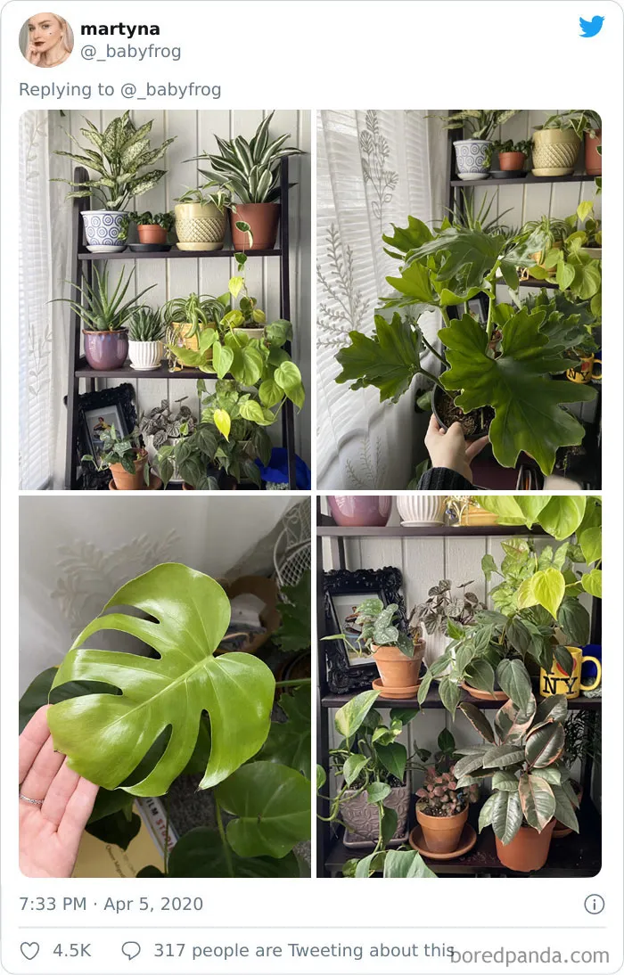 People Are Saying This Comic About Plants Is So True, And Post Pics To Prove It (30 Pics)