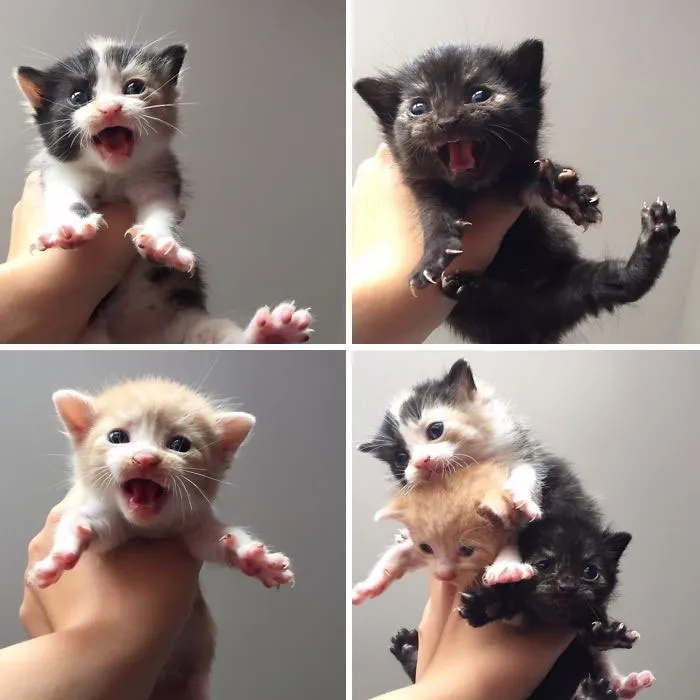 My Cat Had Kittens. Here Are All 3 Of Them!