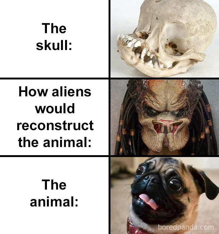 People Compare How Aliens Would Reconstruct Animals Based On Their Skulls Vs. What They Really Look Like (28 Pics)