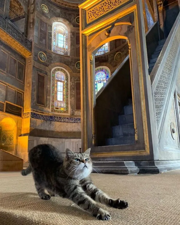 There's A Cat Permanently Living In The Hagia Sophia In Istanbul (30 Pics)