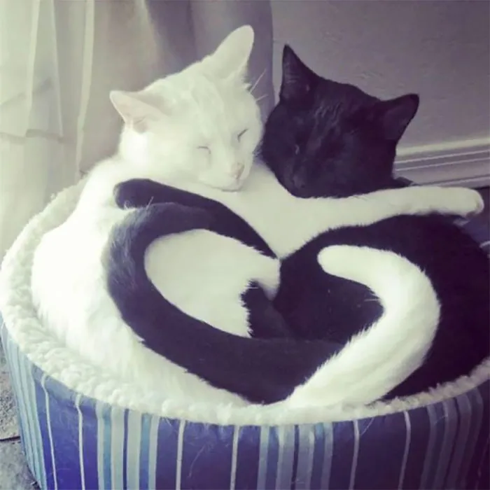40 Personas que pillaron a sus gatos durmiendo juntos en extrañas posturas y tuvieron que compartirlo