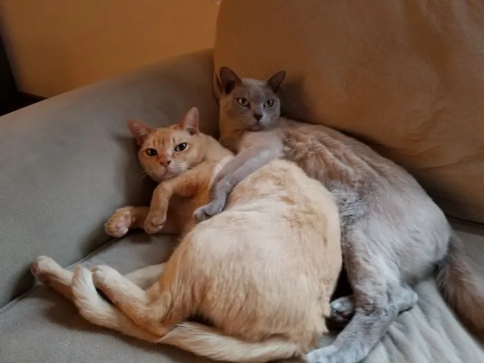 These Brothers Are Inseparable.  Love!
