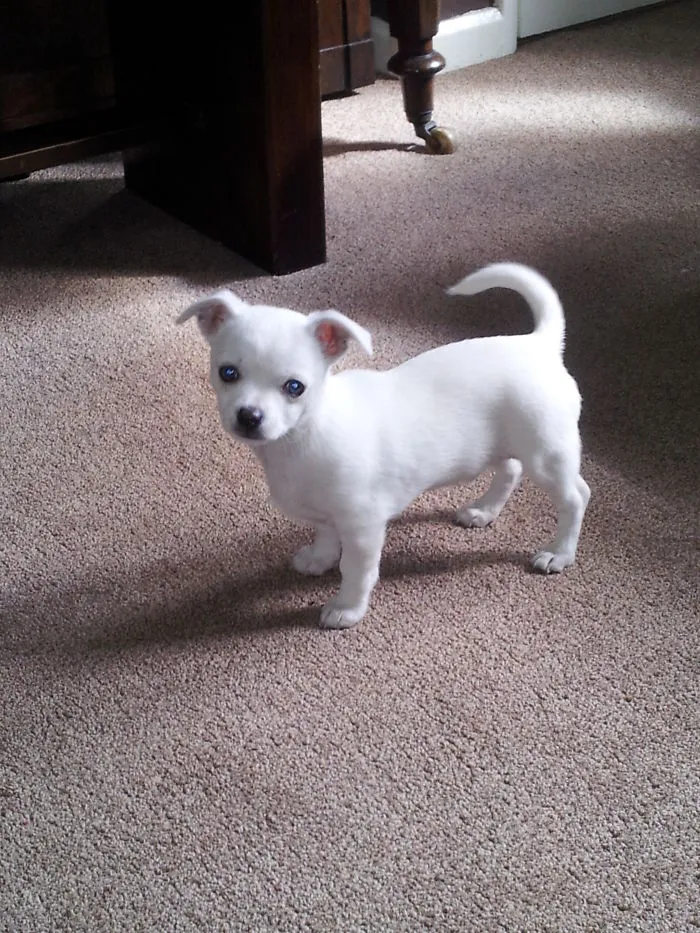 Our Little Chi-Apso, Henry