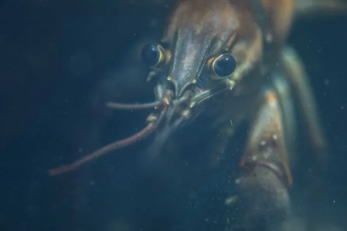 I Capture Crawdad Portraits In My Backyard