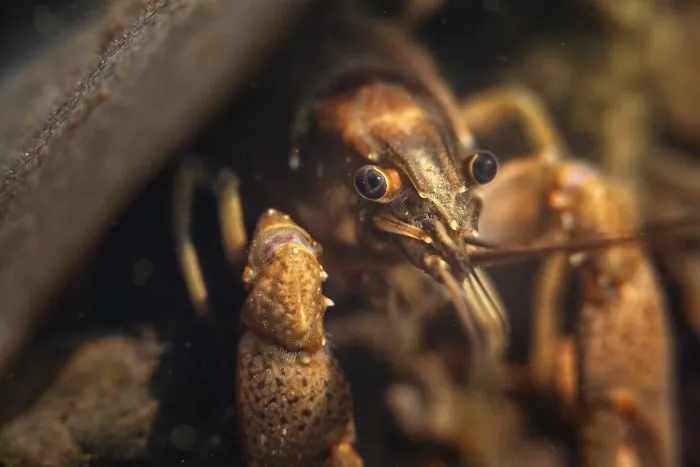 I Capture Crawdad Portraits In My Backyard
