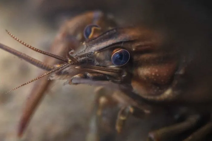 I Capture Crawdad Portraits In My Backyard