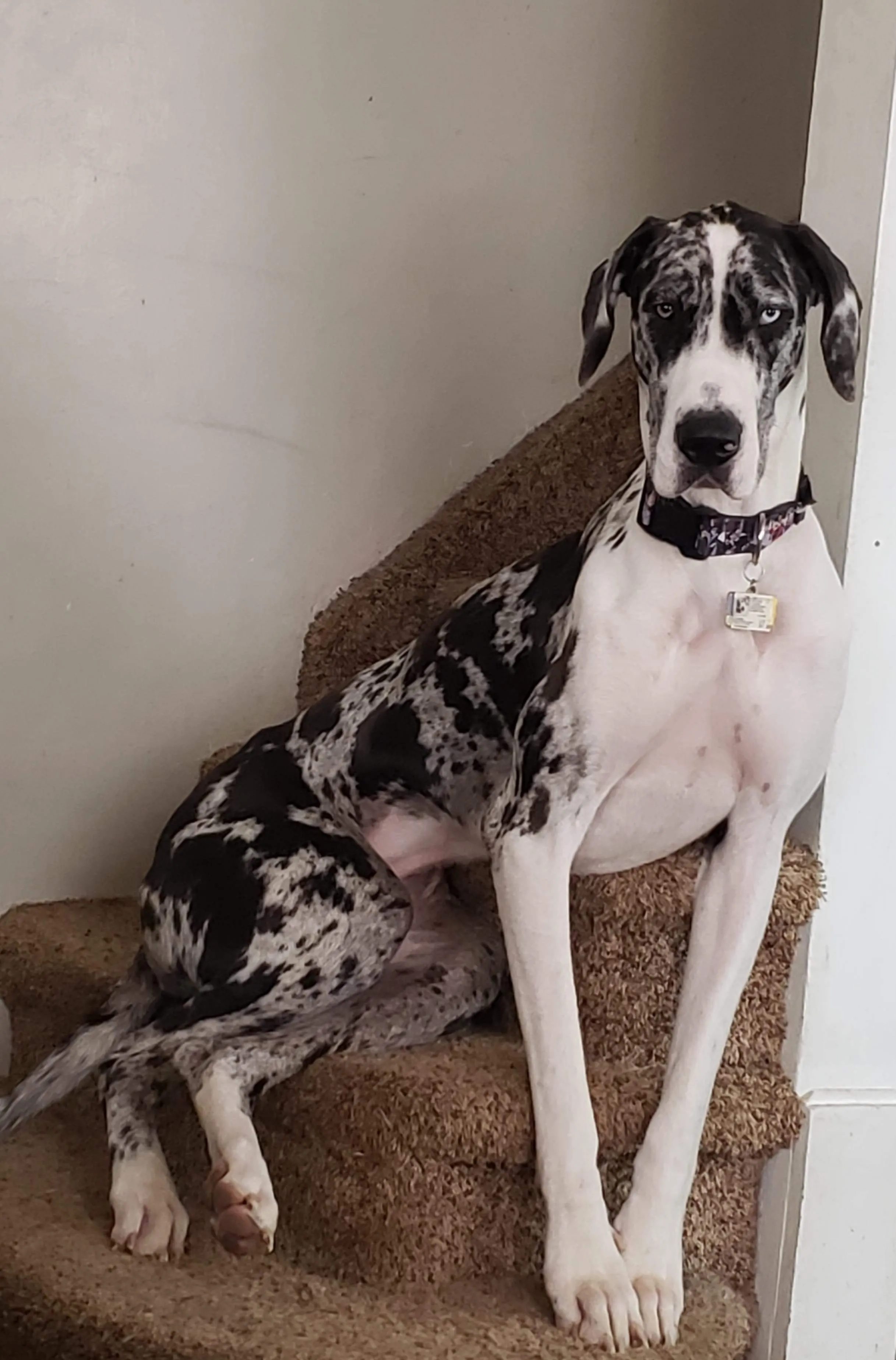 Stair/Stare Lounger