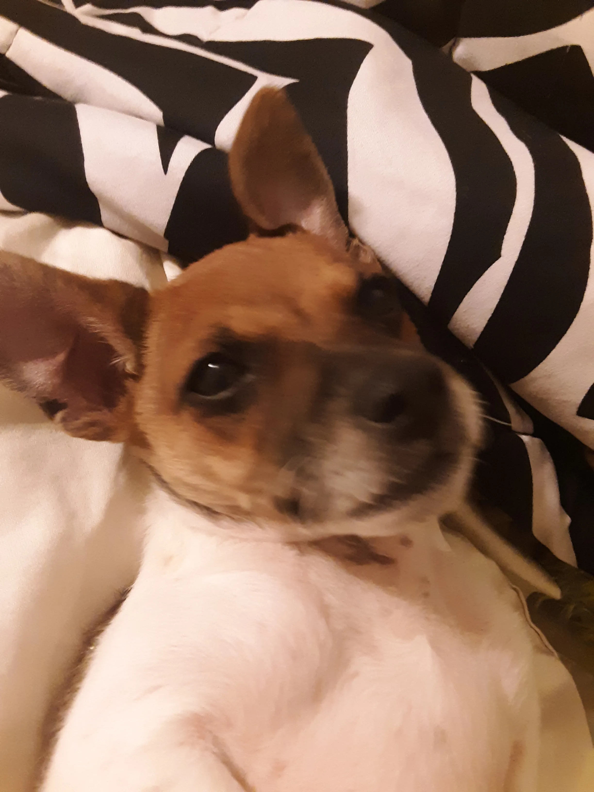 This Is My Pal Max