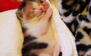 Hey Pandas, Share A Photo Of Your Cat When It Was Still A Kitten (Ended)