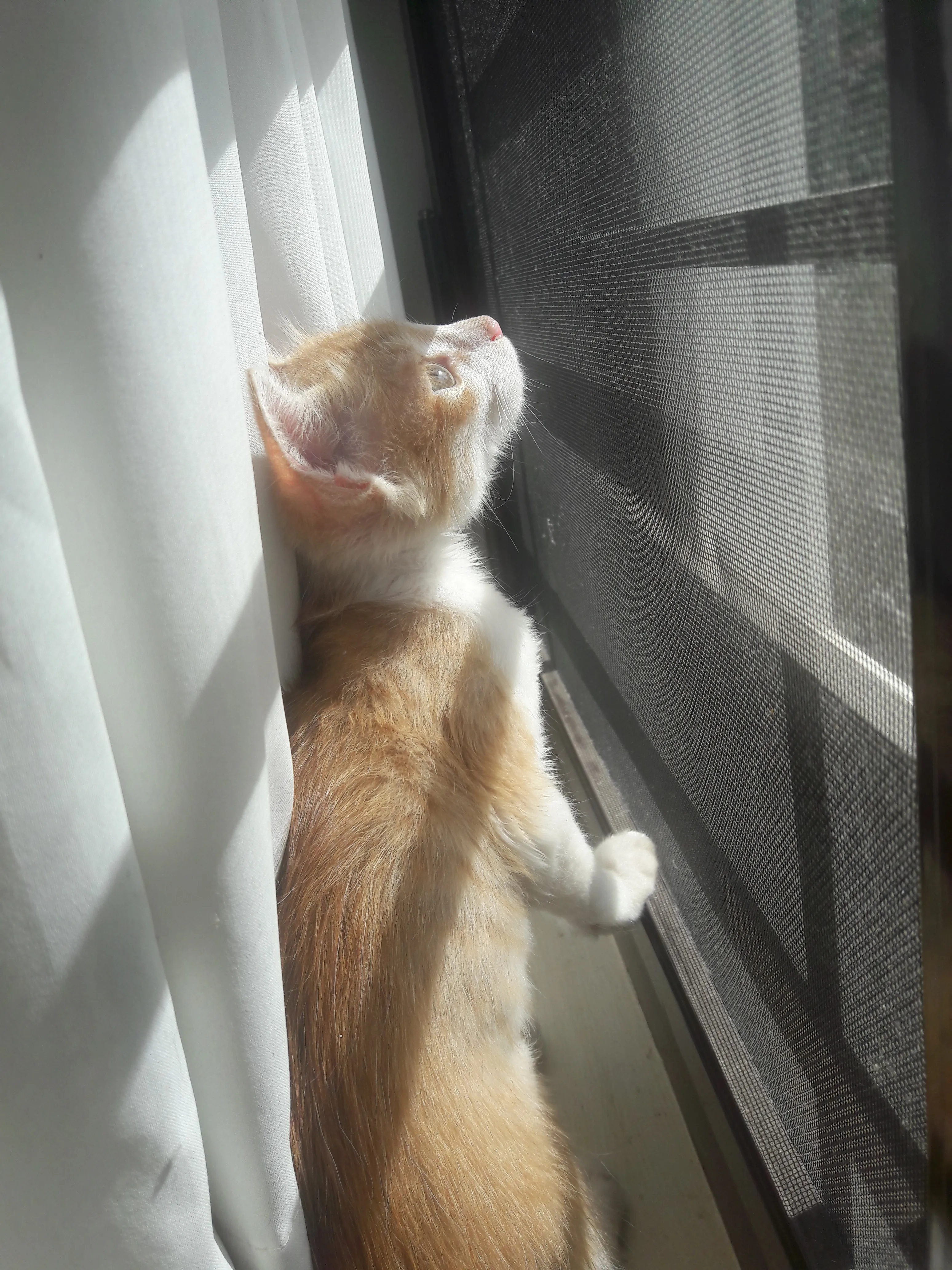 Trying To Catch A Fly Trapped In My Window...