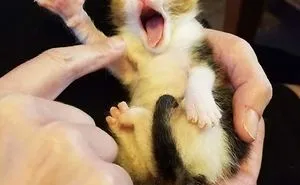 Hey Pandas, Share A Photo Of Your Cat When It Was Still A Kitten (Ended)