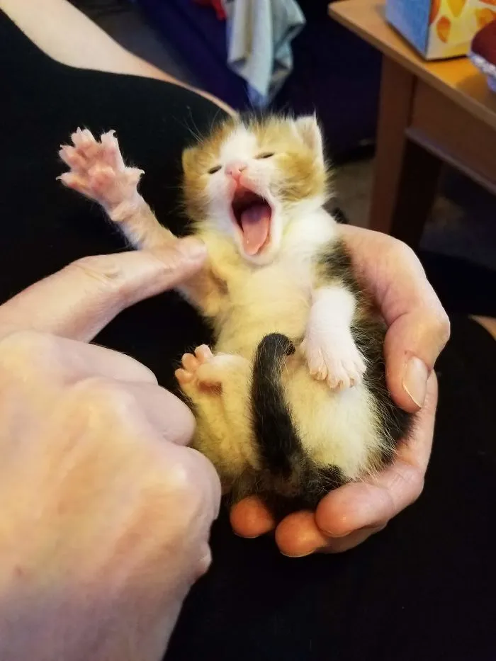 Meet Morrigan, Born July 5, 2020