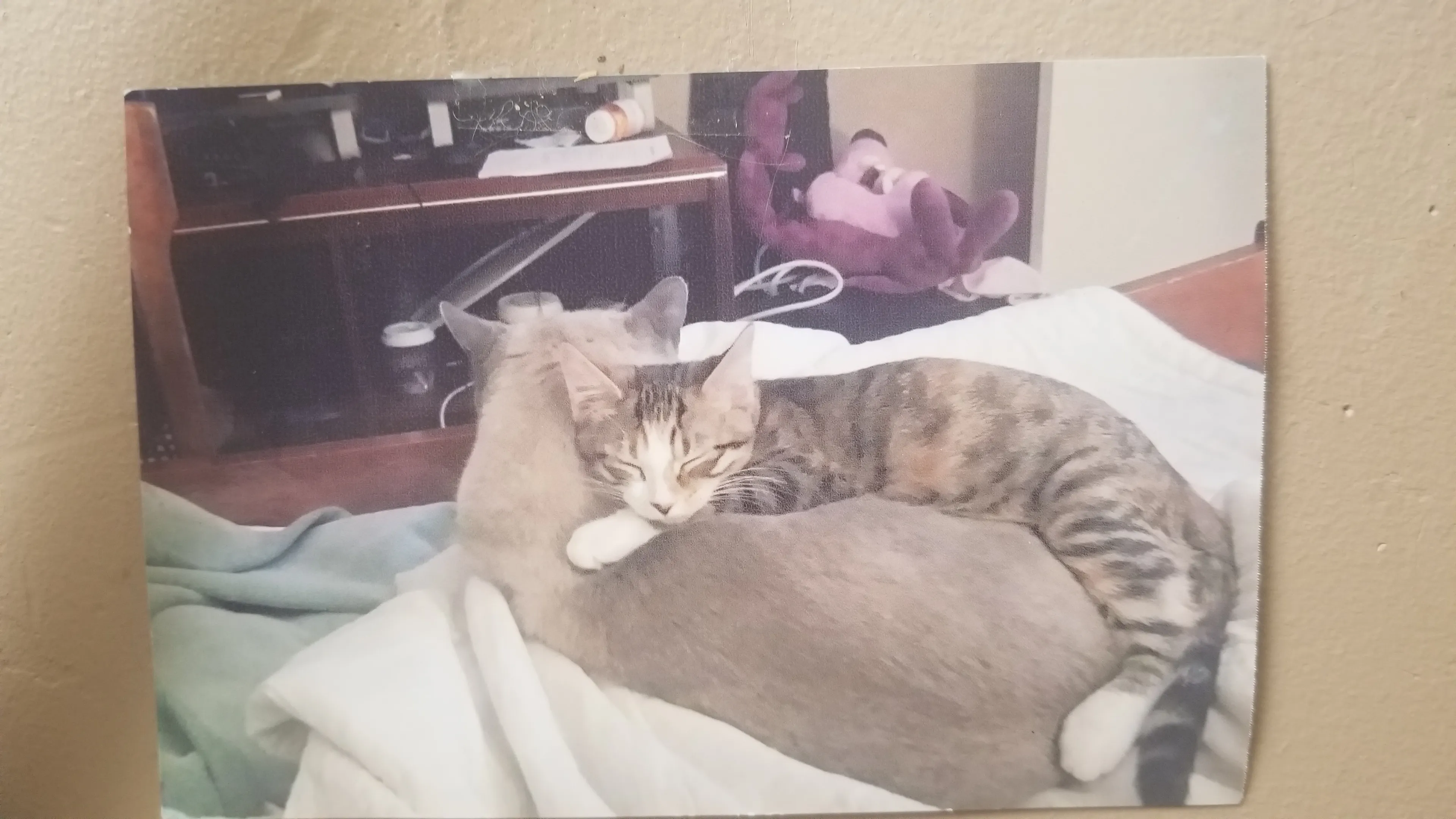 Kitty Love