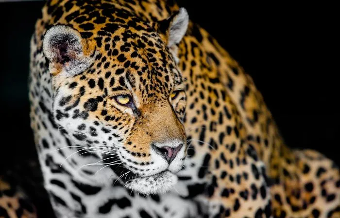 I Am A Wildlife Hunter, But I Hunt With My Camera (19 Pics)