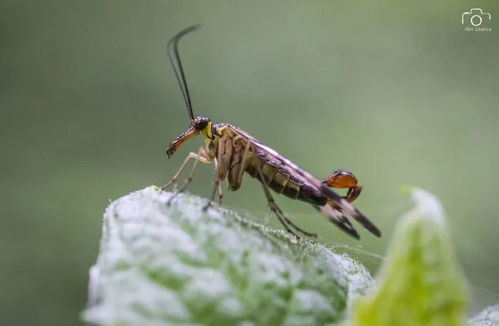 My 21 Photographs Show What The Life Of Insects Is Like