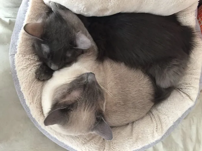 My Buddies
