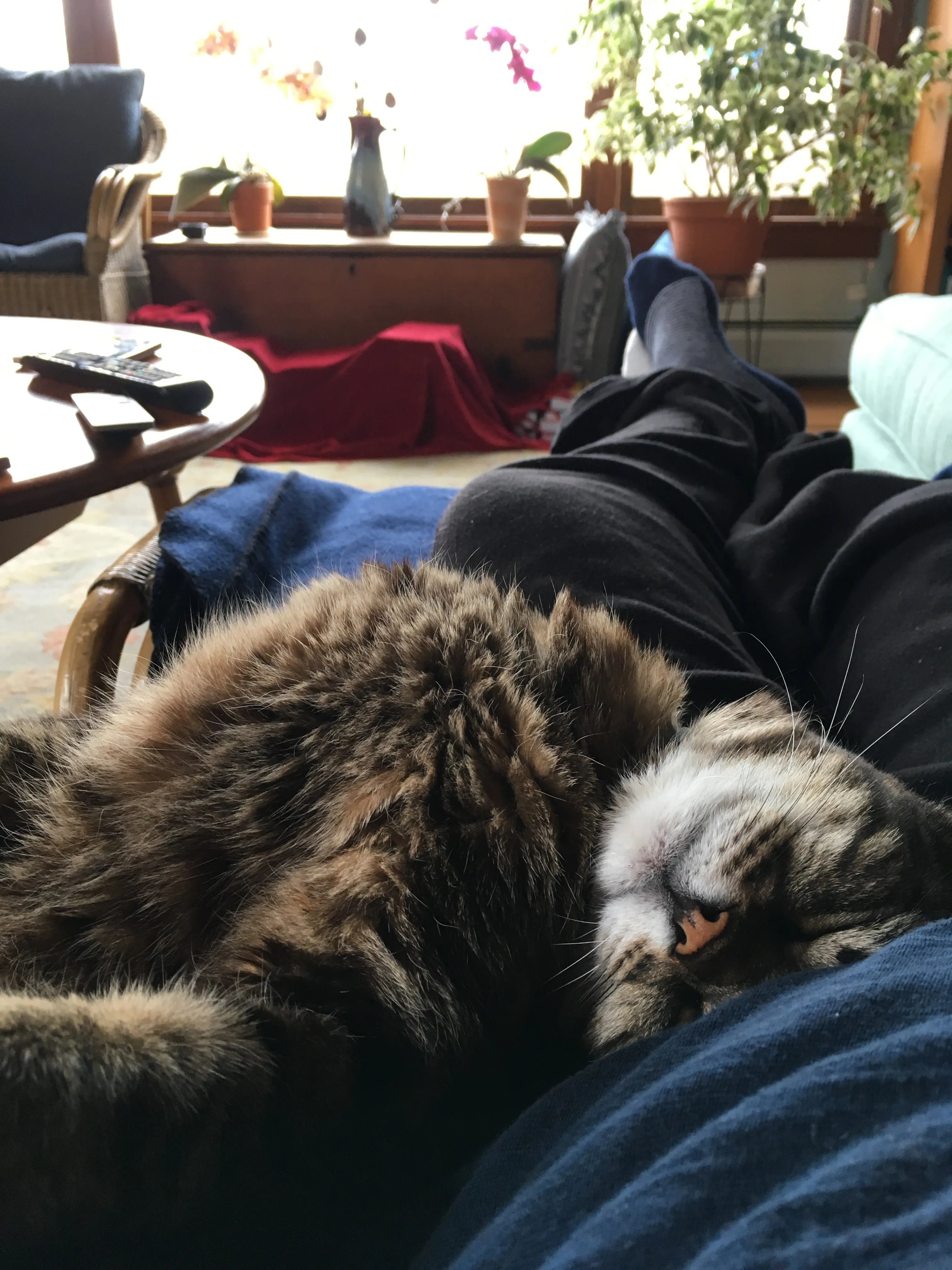 Peaceful Kitty