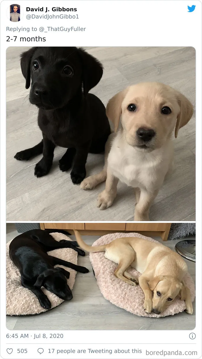 La gente comparte en twitter fotos de sus perros de cachorros y cómo son ahora (30 imágenes)