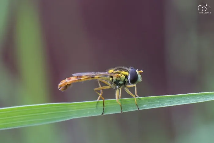 My 21 Photographs Show What The Life Of Insects Is Like