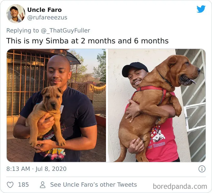 La gente comparte en twitter fotos de sus perros de cachorros y cómo son ahora (30 imágenes)