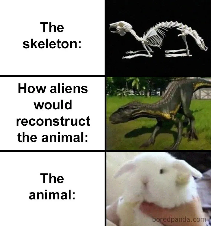People Compare How Aliens Would Reconstruct Animals Based On Their Skulls Vs. What They Really Look Like (28 Pics)