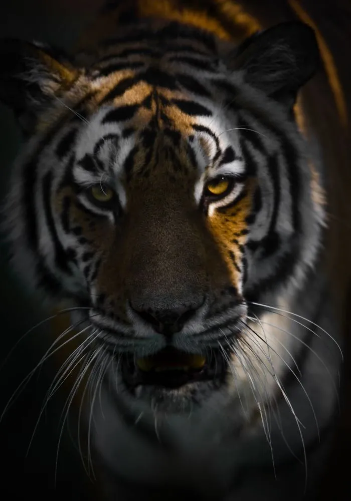 I Am A Wildlife Hunter, But I Hunt With My Camera (19 Pics)