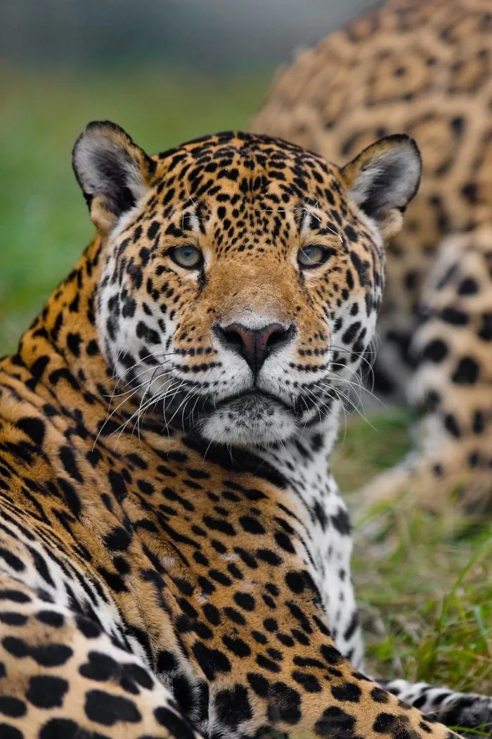 I Am A Wildlife Hunter, But I Hunt With My Camera (19 Pics)