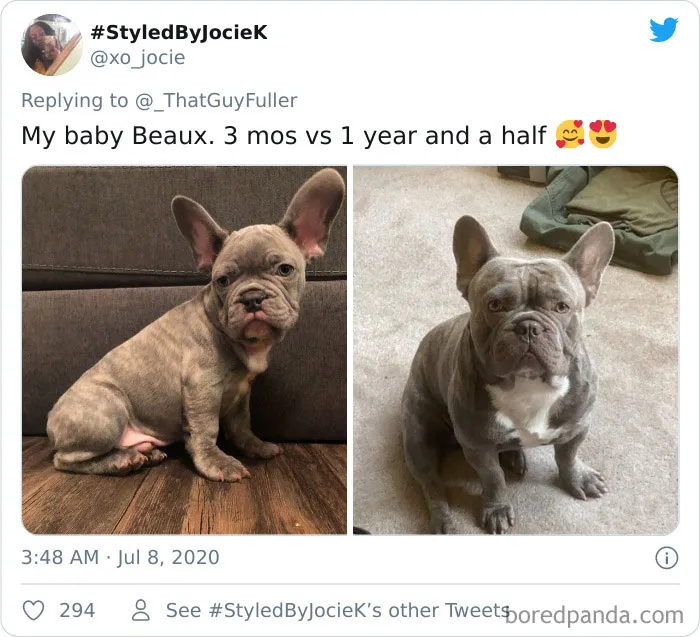 La gente comparte en twitter fotos de sus perros de cachorros y cómo son ahora (30 imágenes)