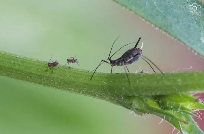 My 21 Photographs Show What The Life Of Insects Is Like