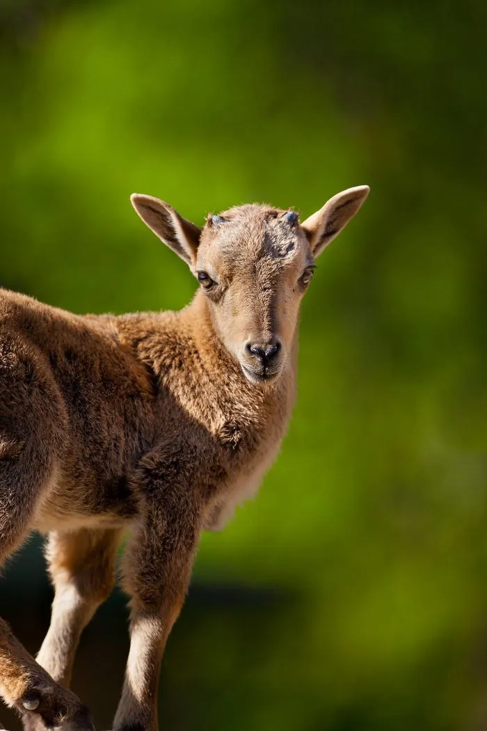 I Am A Wildlife Hunter, But I Hunt With My Camera (19 Pics)