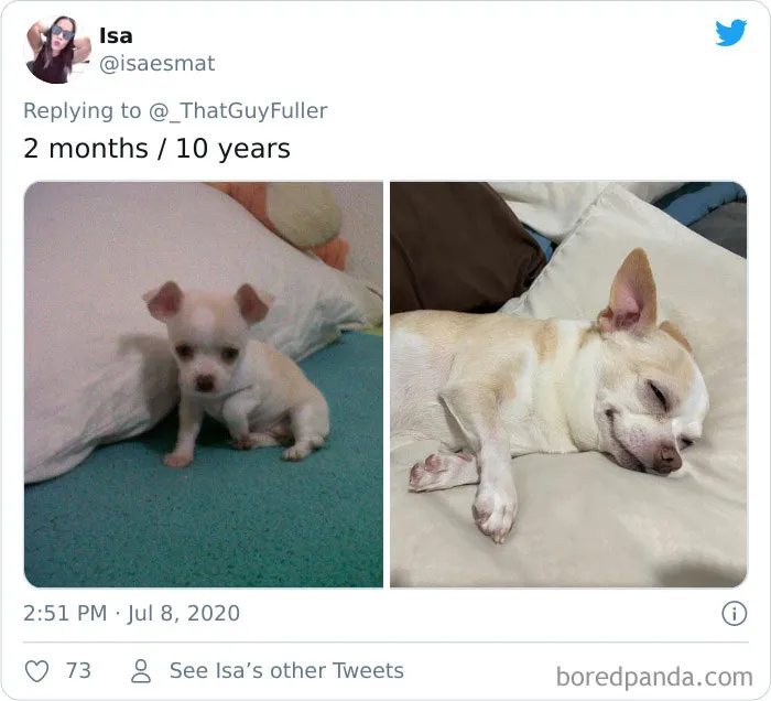 La gente comparte en twitter fotos de sus perros de cachorros y cómo son ahora (30 imágenes)
