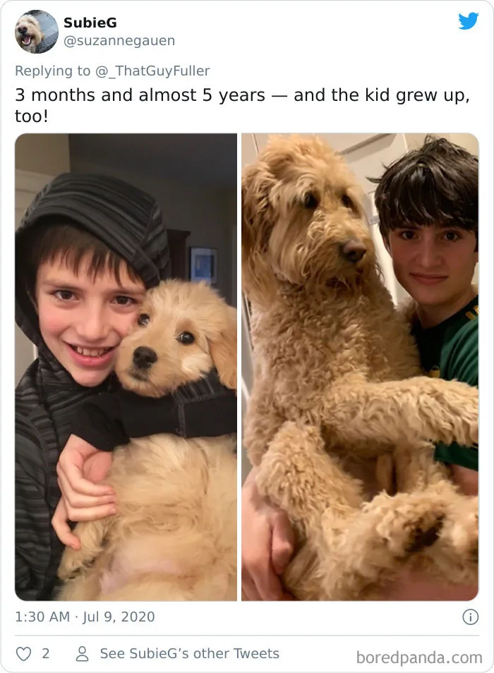 La gente comparte en twitter fotos de sus perros de cachorros y cómo son ahora (30 imágenes)
