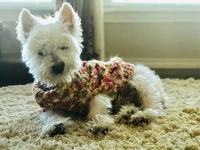 Woman Shares A Post About How Quickly Dogs Age To Remind People To Cherish Every Moment With Them
